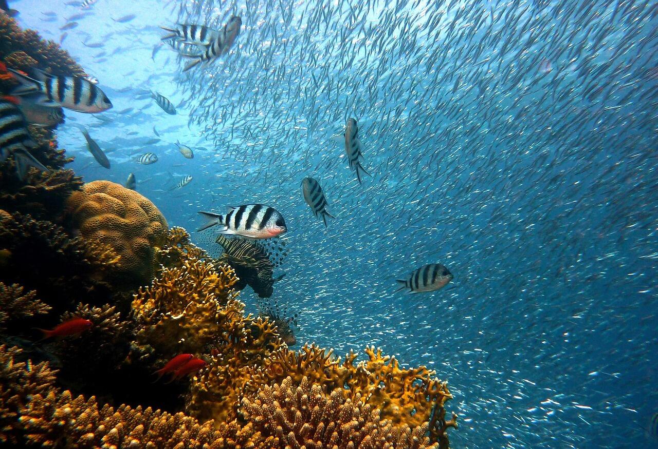 Hikkaduwa Coral Reef