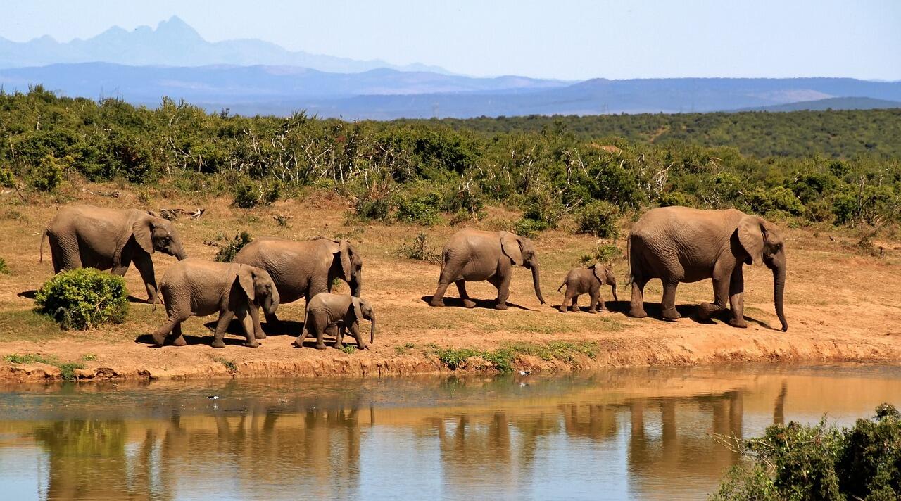 Udawalawe National Park