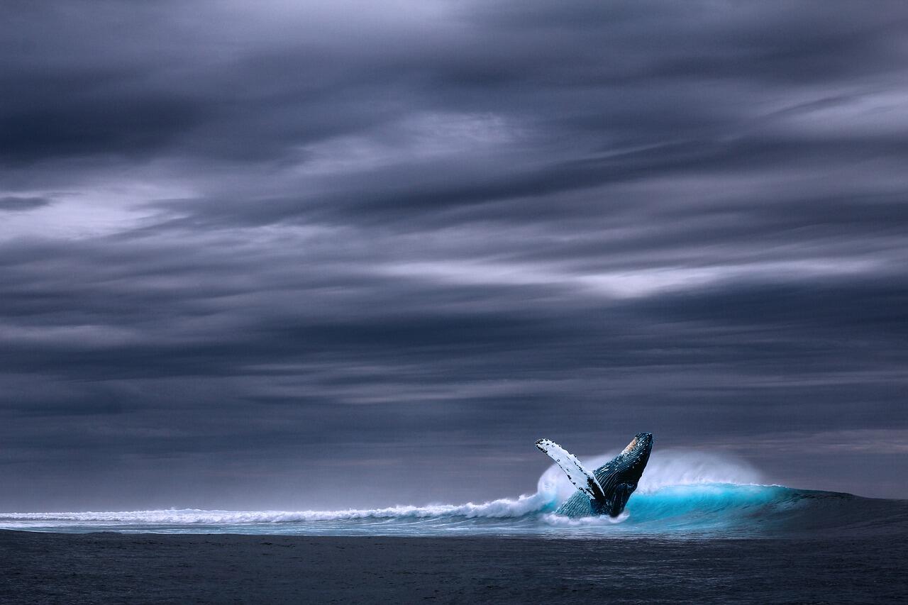 Whale and Dolphin Watching