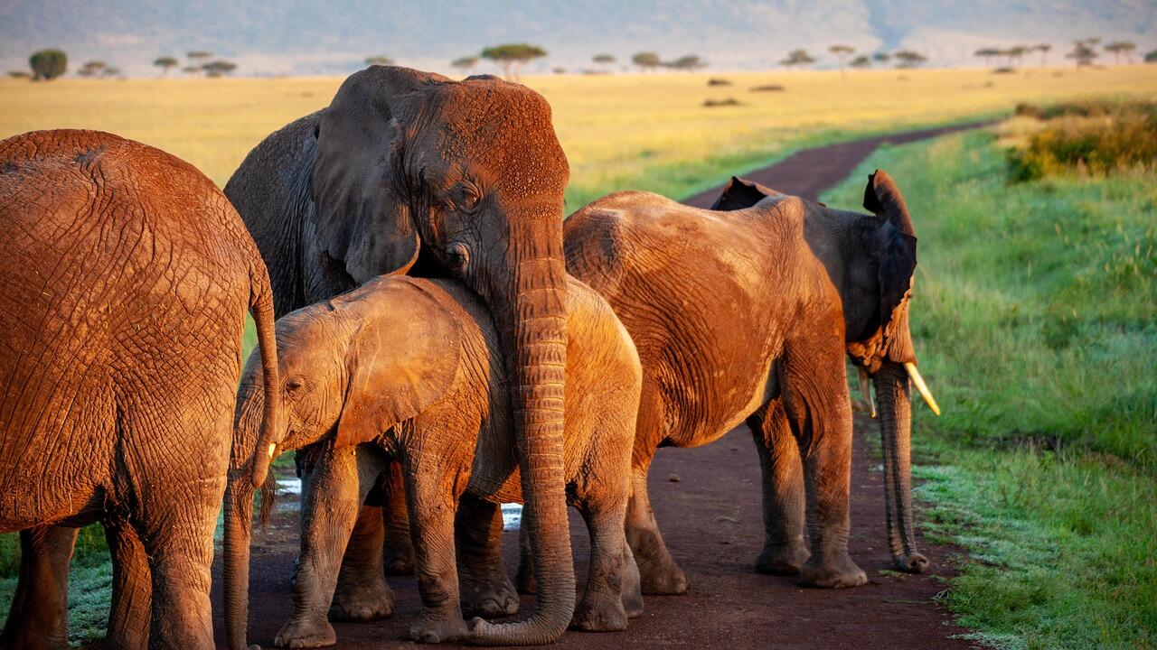 Yala National Park Safari